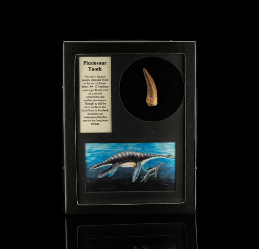 Plesiosaur Tooth Fossil in Collector's Box