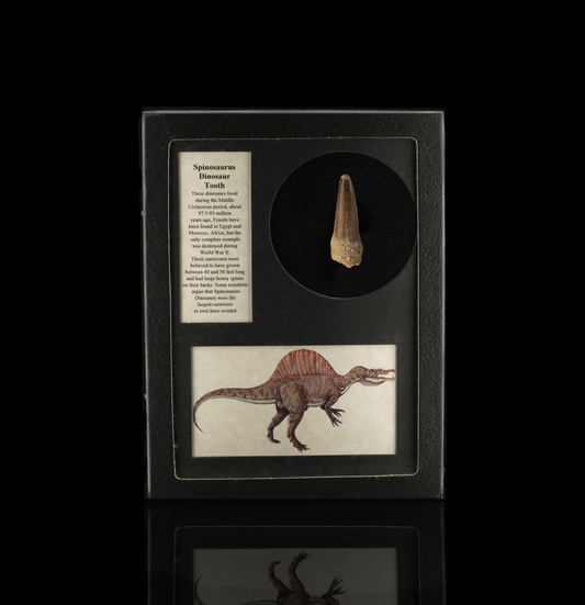 Spinosaurus Tooth Fossil in Collector's Box