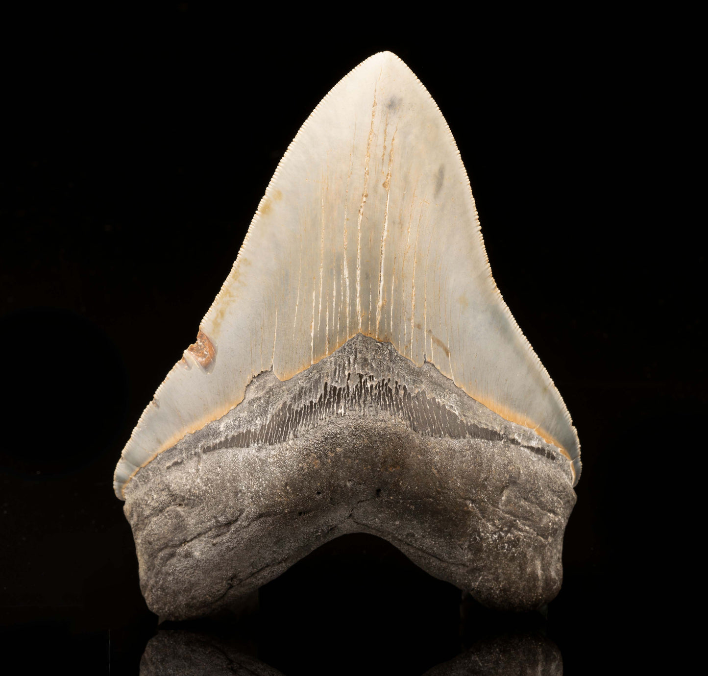 Megalodon Tooth // 6-1/8" High