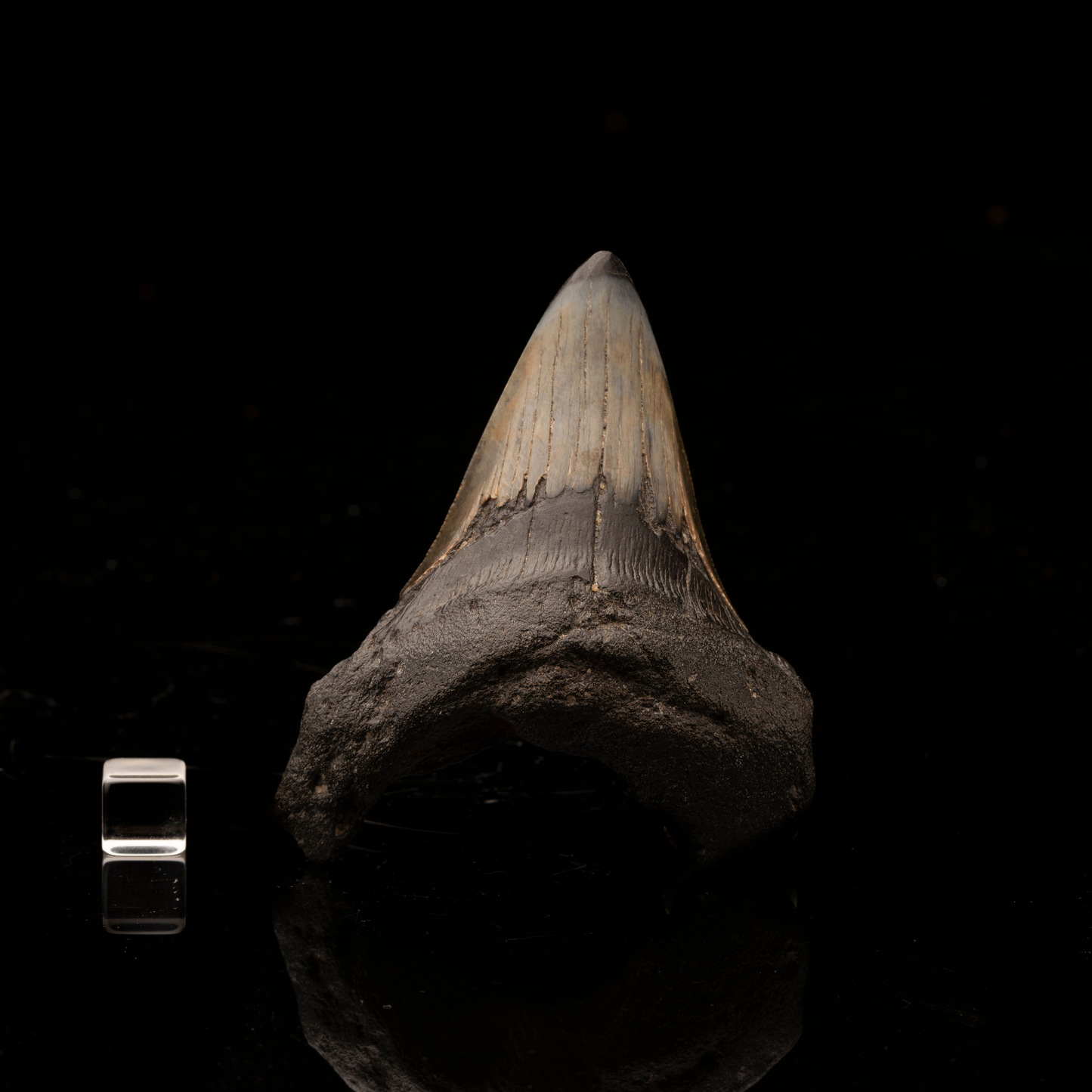 Megalodon Tooth // Ver. 7