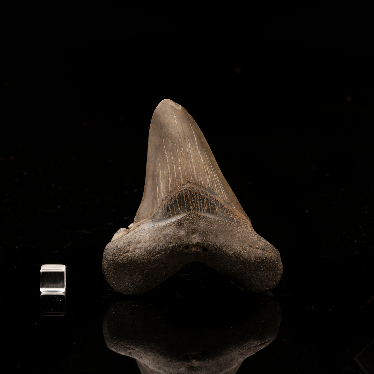 Megalodon Tooth // Ver. 4