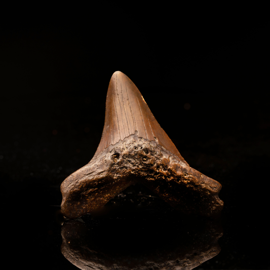 Megalodon Tooth // Ver. 4