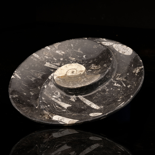 Ammonite and Belemnite Round Spiral Dish // Ver. 2