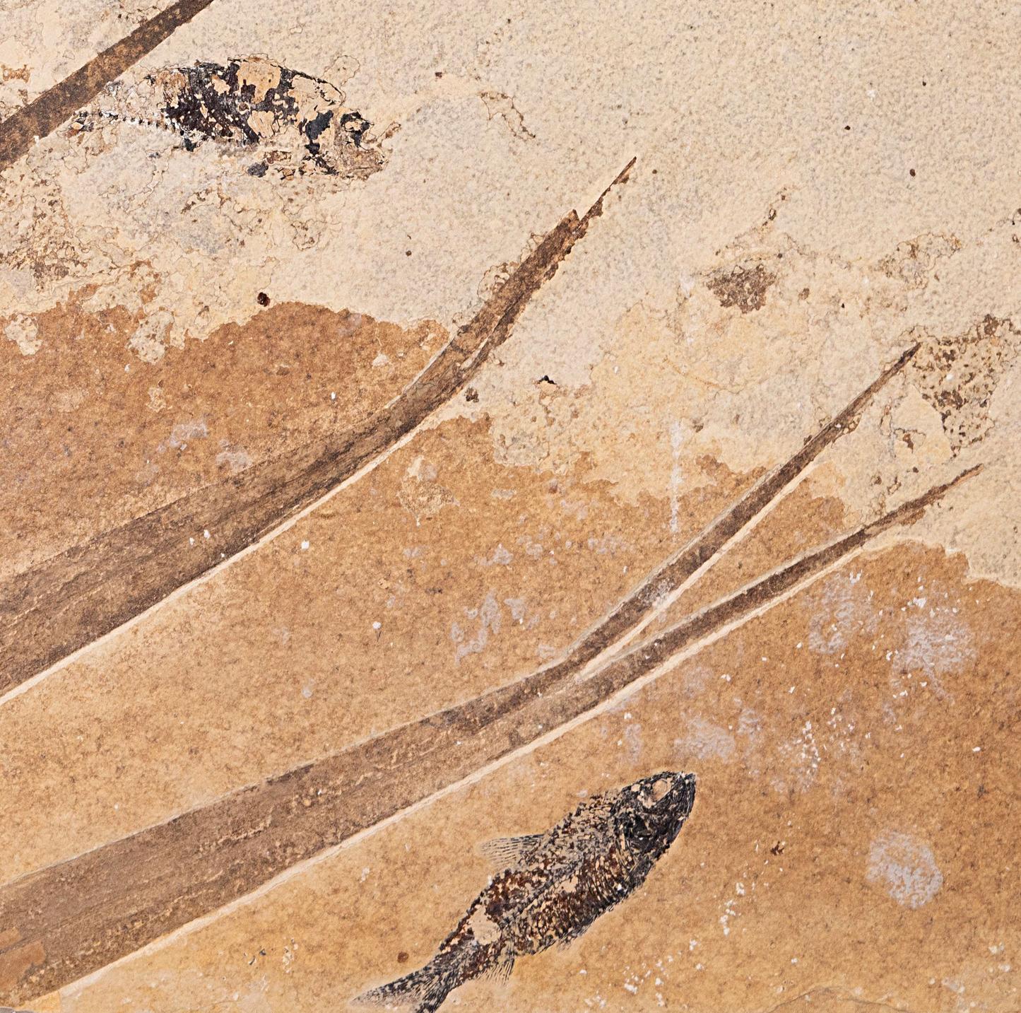 Fossilized Diplomystus and Knightia with Palm Fronds in Limestone