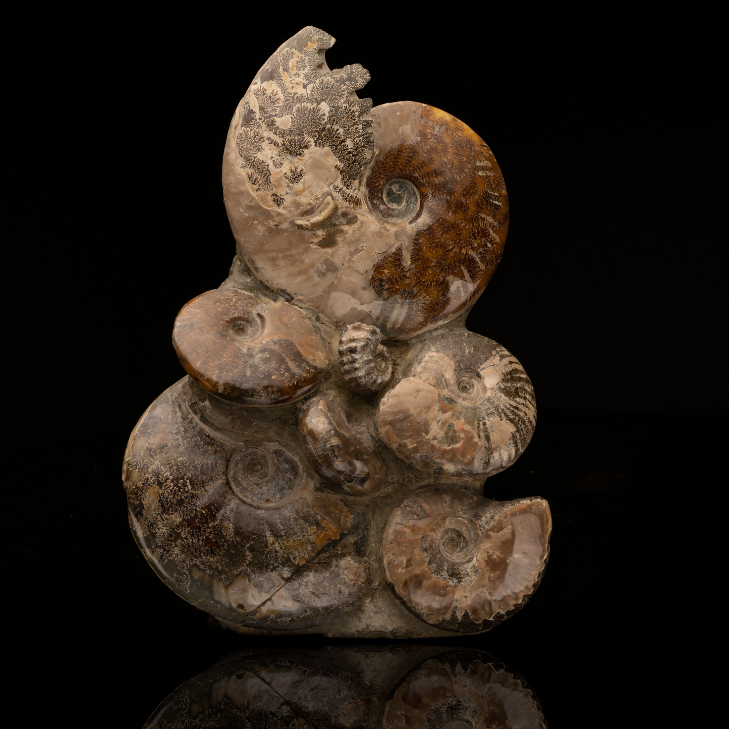 Ammonite Statue // 19 Lb.
