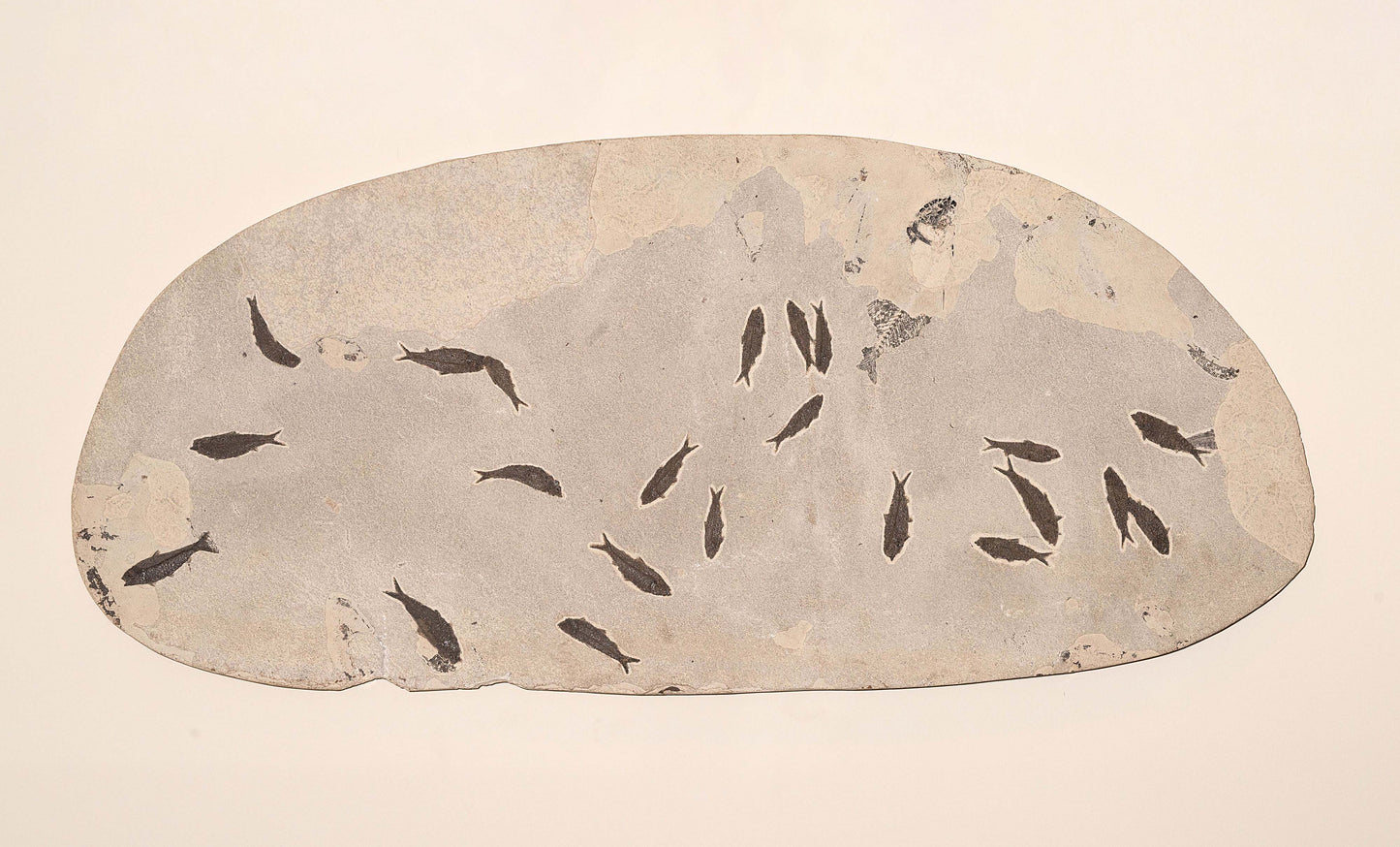 Fossilized School of Knightia Fish in Limestone