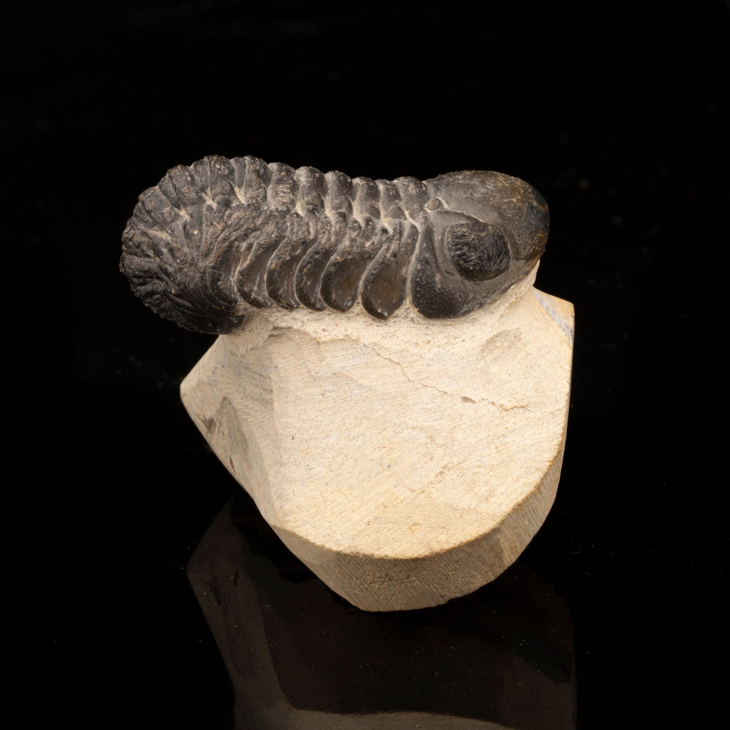 Trilobite // 145 Grams