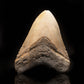 Megalodon Tooth // 4-1/4" High