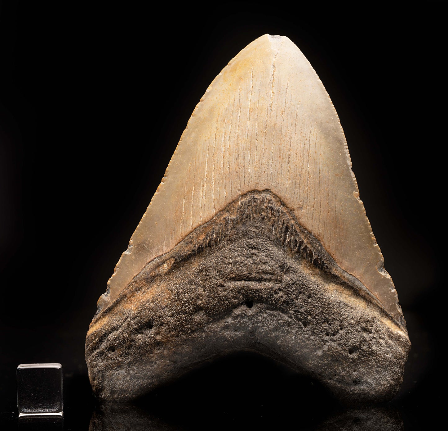 Megalodon Tooth // 4-1/4" High