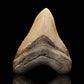 Megalodon Tooth // 4-1/2" High