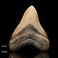 Megalodon Tooth // 4-1/2" High