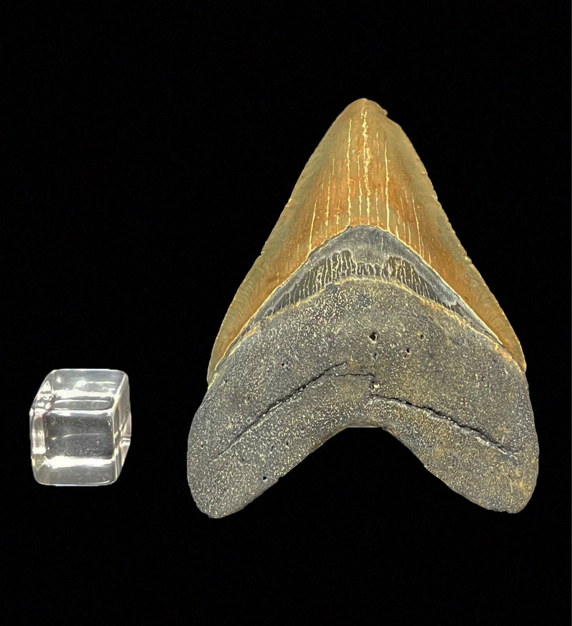 Megalodon Tooth From South Carolina, USA // 4-3/16" High