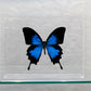 Butterfly in Display Box // Ver. 1