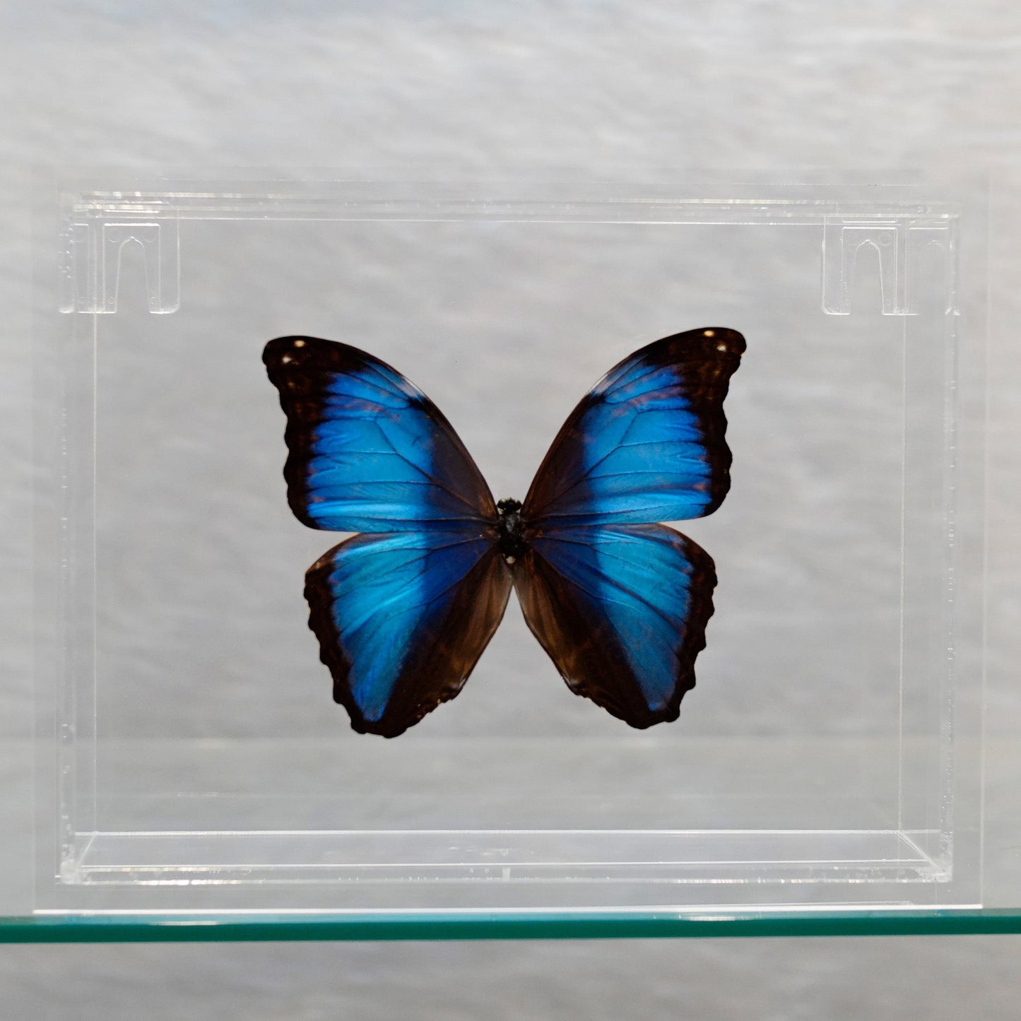 Butterfly in Display Box // Ver. 2