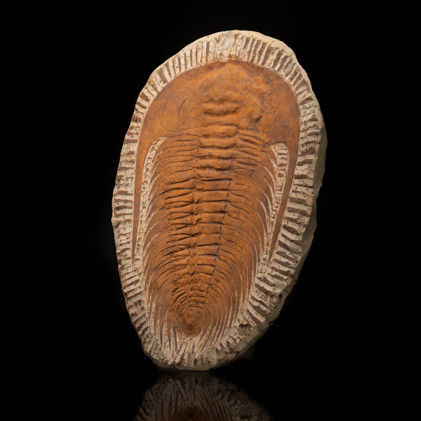 Paradoxides Trilobite // 6 Lb.