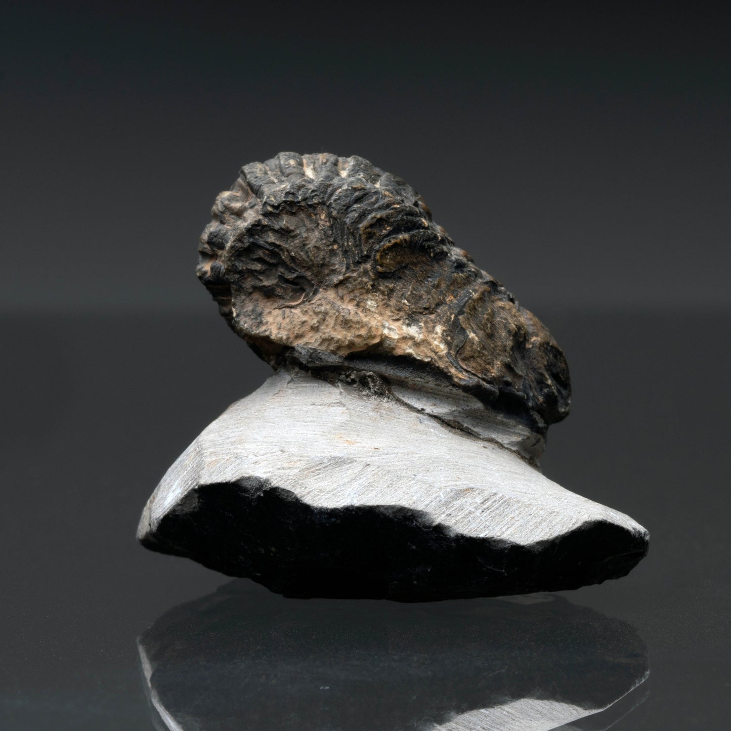Trilobite Fossil // 96 Grams