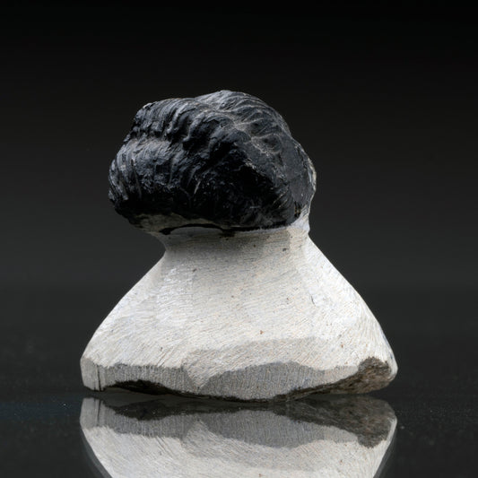 Trilobite Fossil // 99 Grams