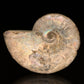 Ammolite From Madagascar // 403 Grams
