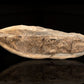 Rhacolepis Buccalis Fossil Fish // 2.65 Lb.