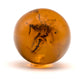 Mexican Amber Sphere With Orthoptera // 7.16 Grams