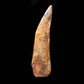 Spinosaurus Tooth From Morocco // 6-3/4" Long