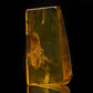 Baltic Amber with Termite, Ant, Gnat, and Leaf