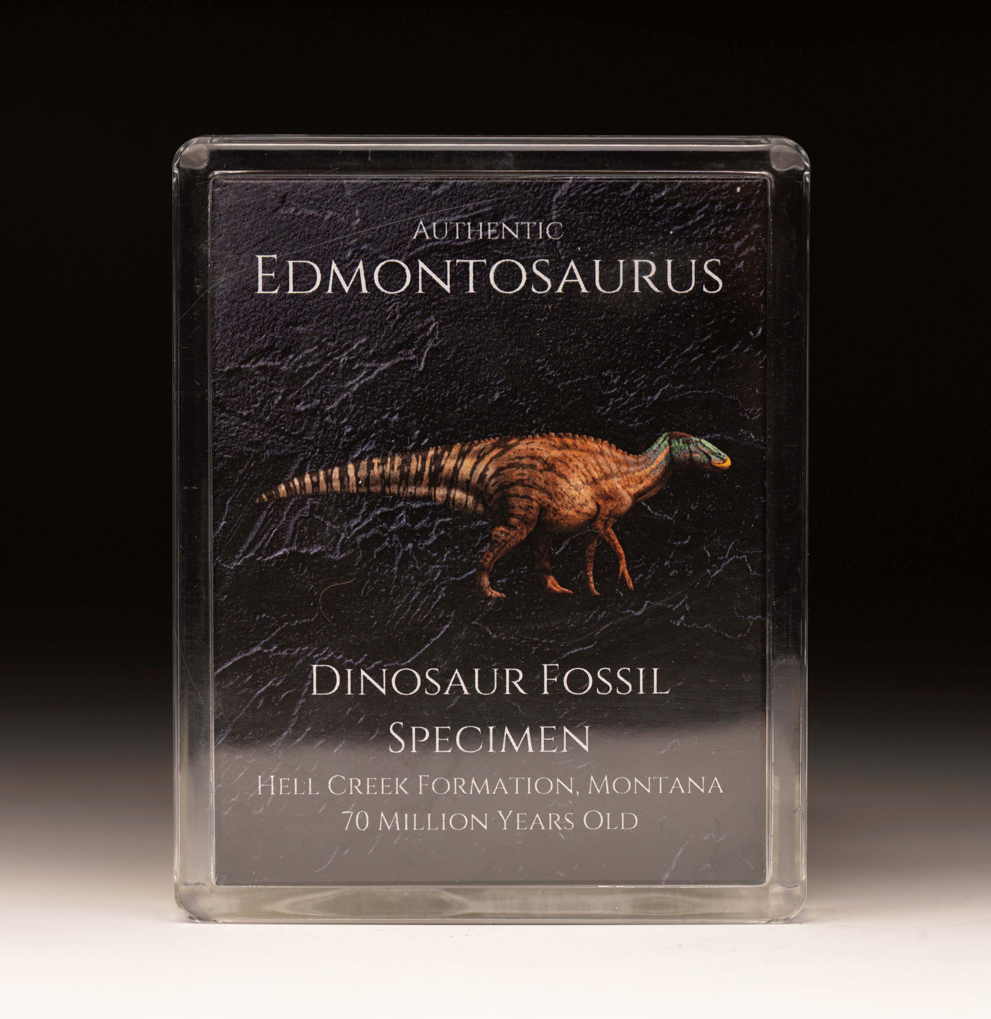 Edmontosaurus Fossil Box